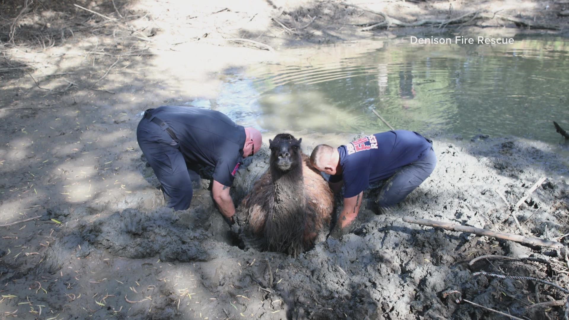 Denison firefighters got down and dirty to help rescue a female llama that was stuck in mud.