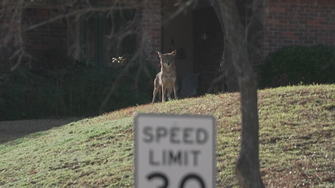 Arlington coyote attacks: Multiple bitten at park - Vimarsana News