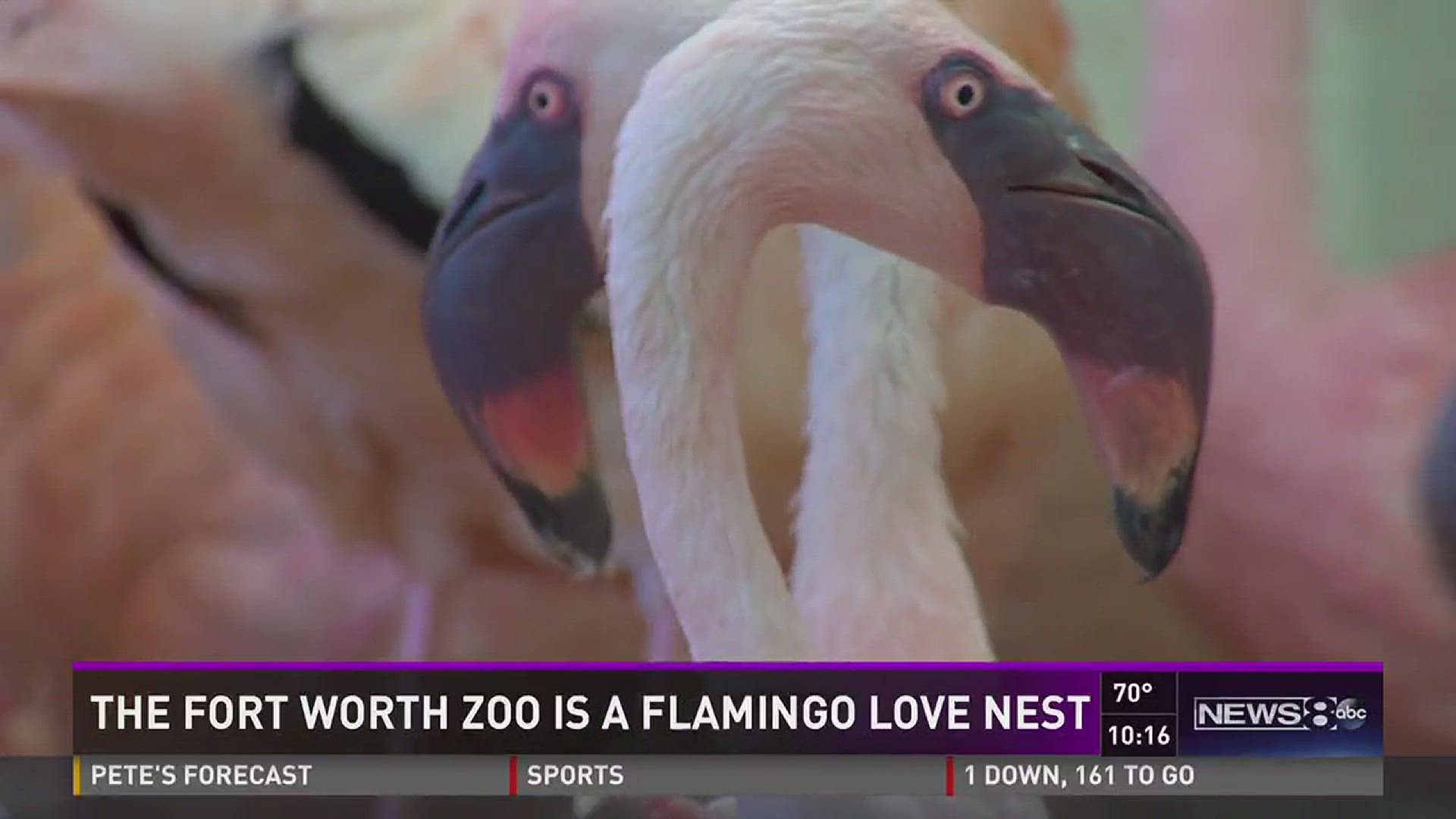 The zoo wasn't having much success breeding lesser flamingos... until it came up with this.