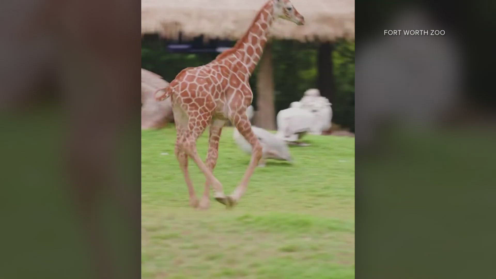 The giraffe was born in August.