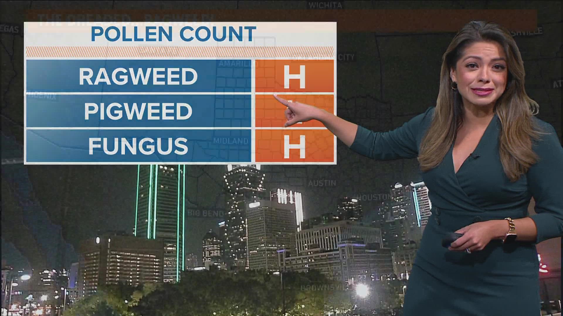It is always allergy season in North Texas. Here is the current culprit.
