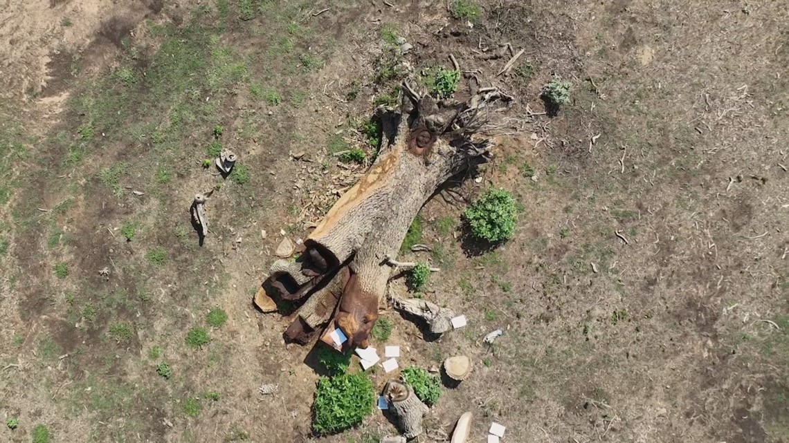Decatur, Texas: Chainsaw artist fixes trees at Pegues ranch - Vimarsana News