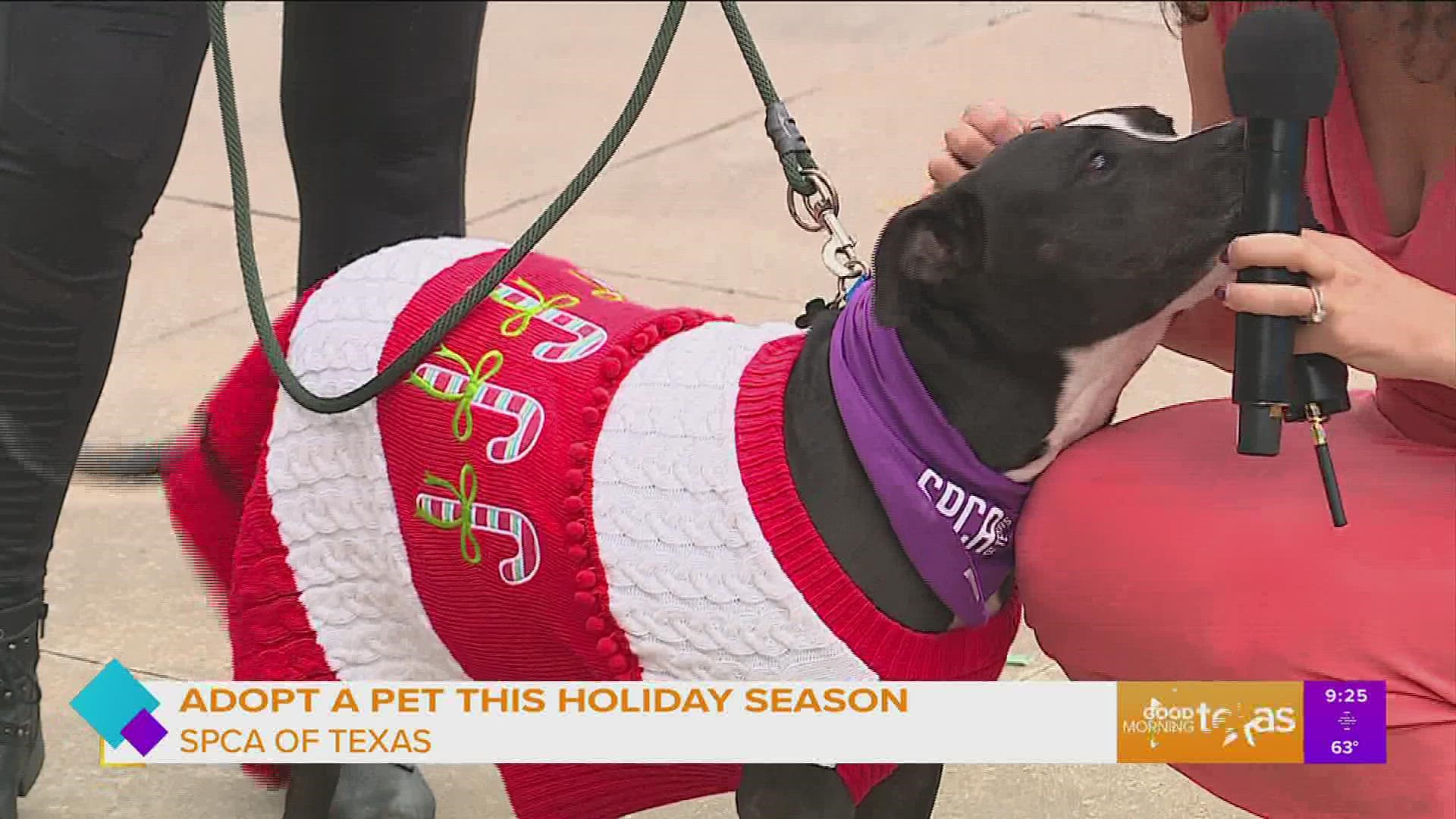 SPCA of Texas is introducing us to some furry friends who are looking for their paw-fect match this season!