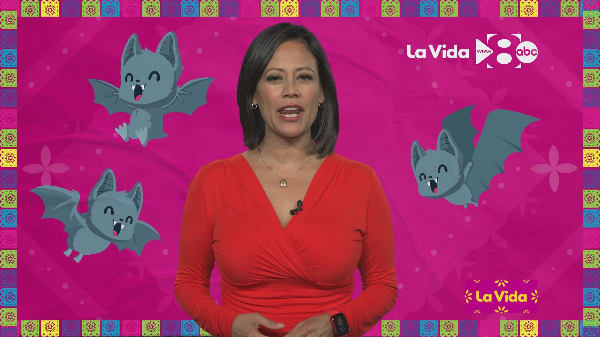 Learn Spanish with WFAA's Cynthia Izaguirre: Bat | wfaa.com