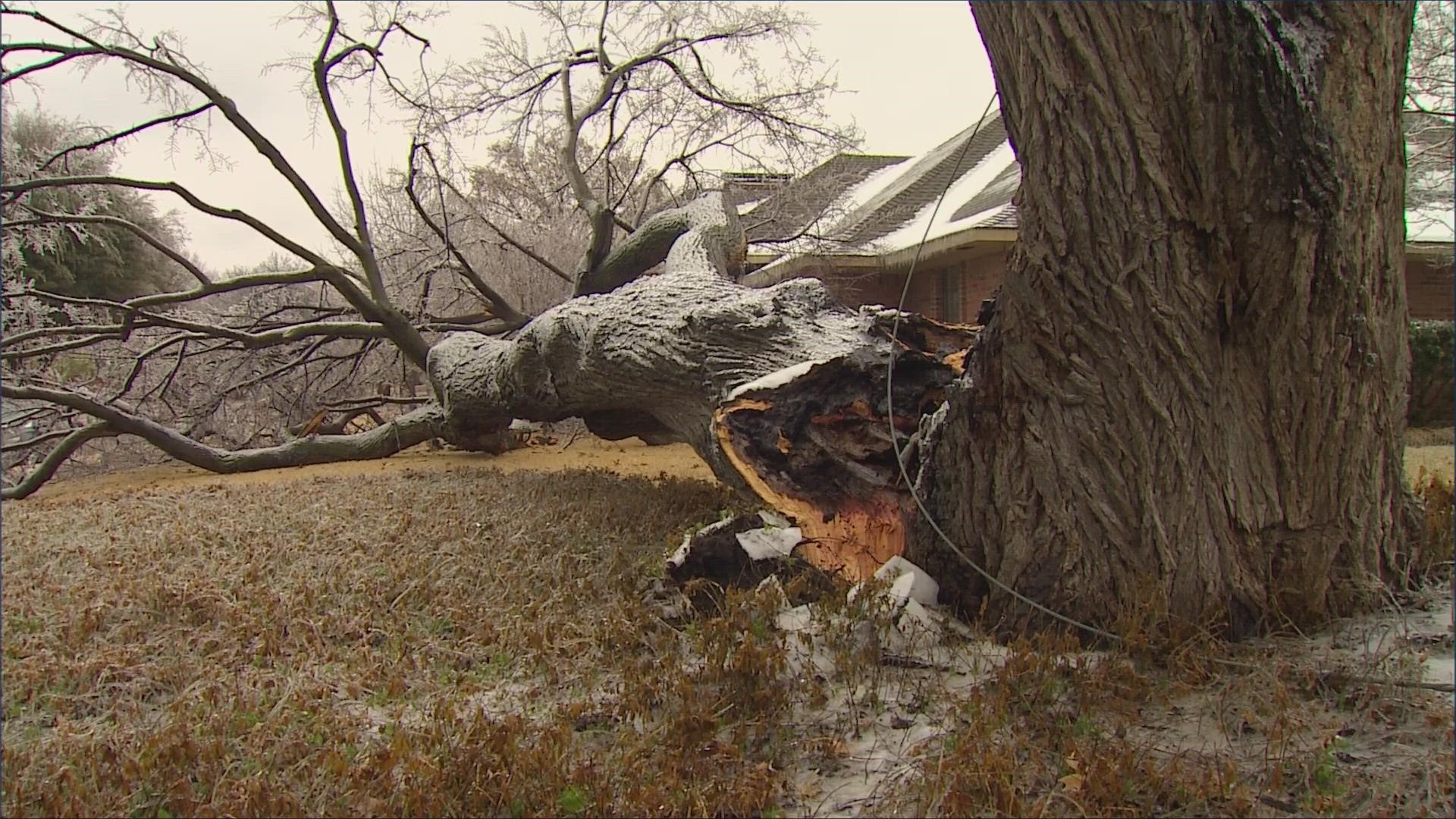 Tree damage is the among the many effects seen by the ice storm in North Texas.