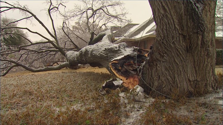 Long-term impact of North Texas ice storm seen in tree damage
