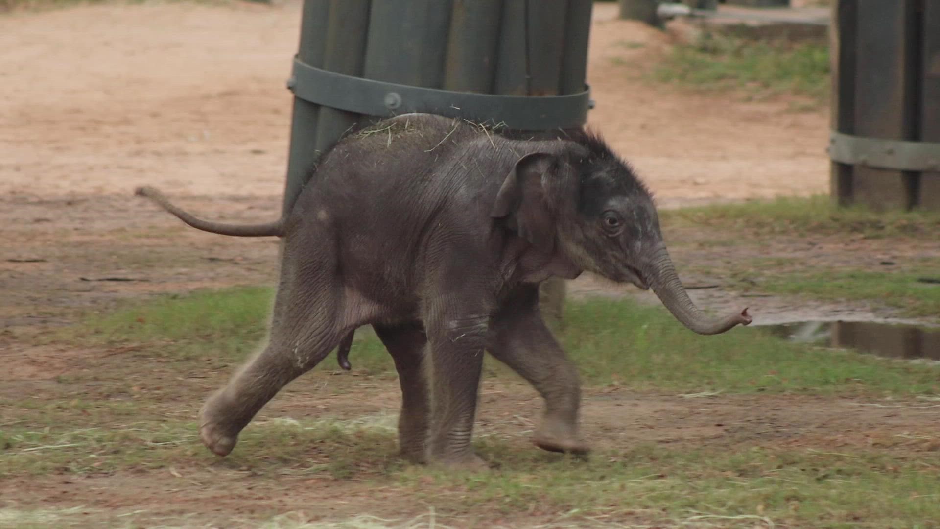 The Fort Worth Zoo welcomes Brazos, its latest baby elephant! Video courtesy of the Fort Worth Zoo.
