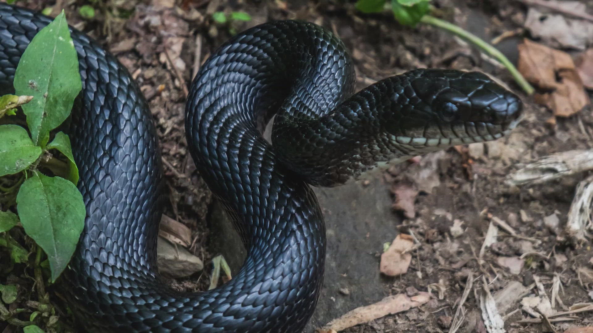 Many North Texans call this DeSoto woman to help get snakes off their property.