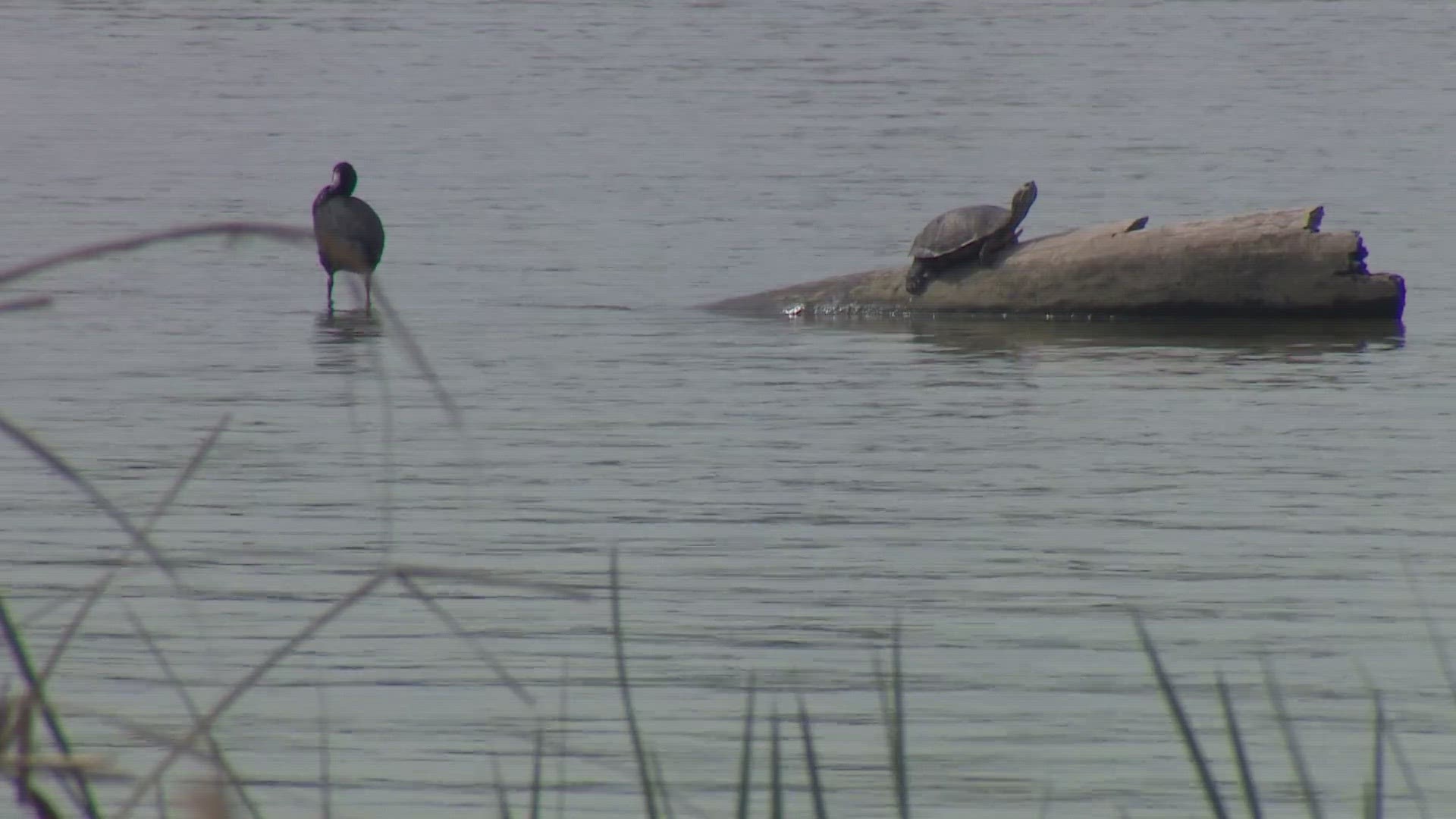 Officials announced the suspension of water-related activities at White Rock Lake Park due to elevated bacterial levels in the water.