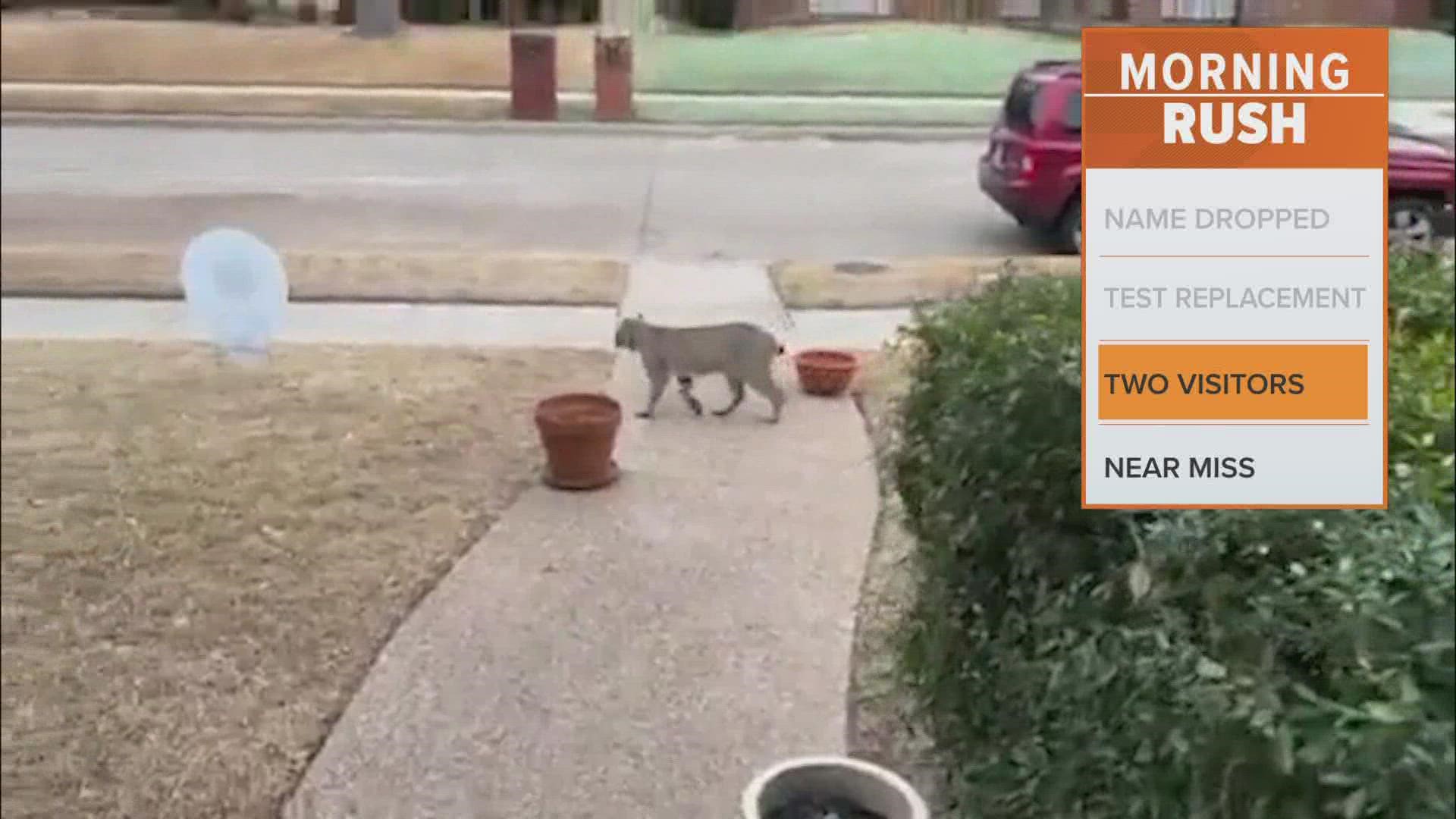 A WFAA viewer sent video of the bobcats as their dog tried to investigate.