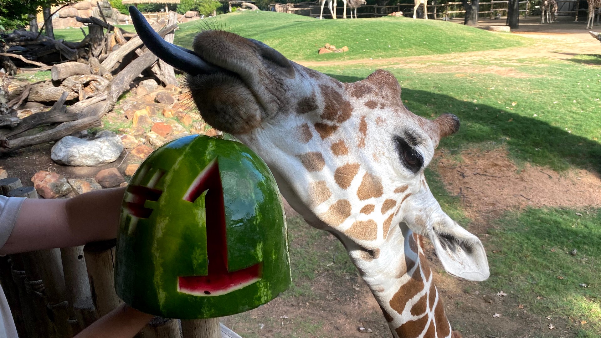 Fort Worth Zoo named top zoo in the country by USA Today | wfaa.com