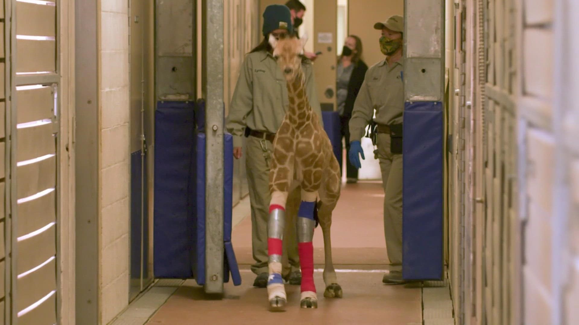 A giraffe born at the San Diego Zoo with leg abnormalities is walking thanks to the groundbreaking work of wildlife and orthotics experts.