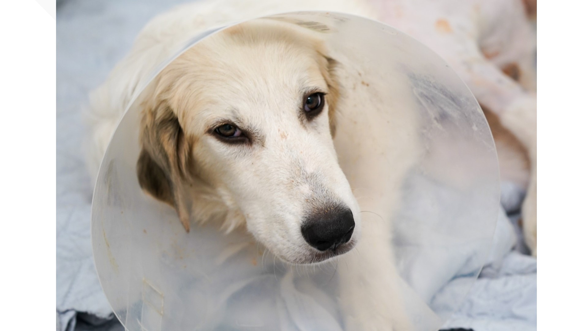 Abandoned dog gets surgery on leg thanks to grant, shelter says