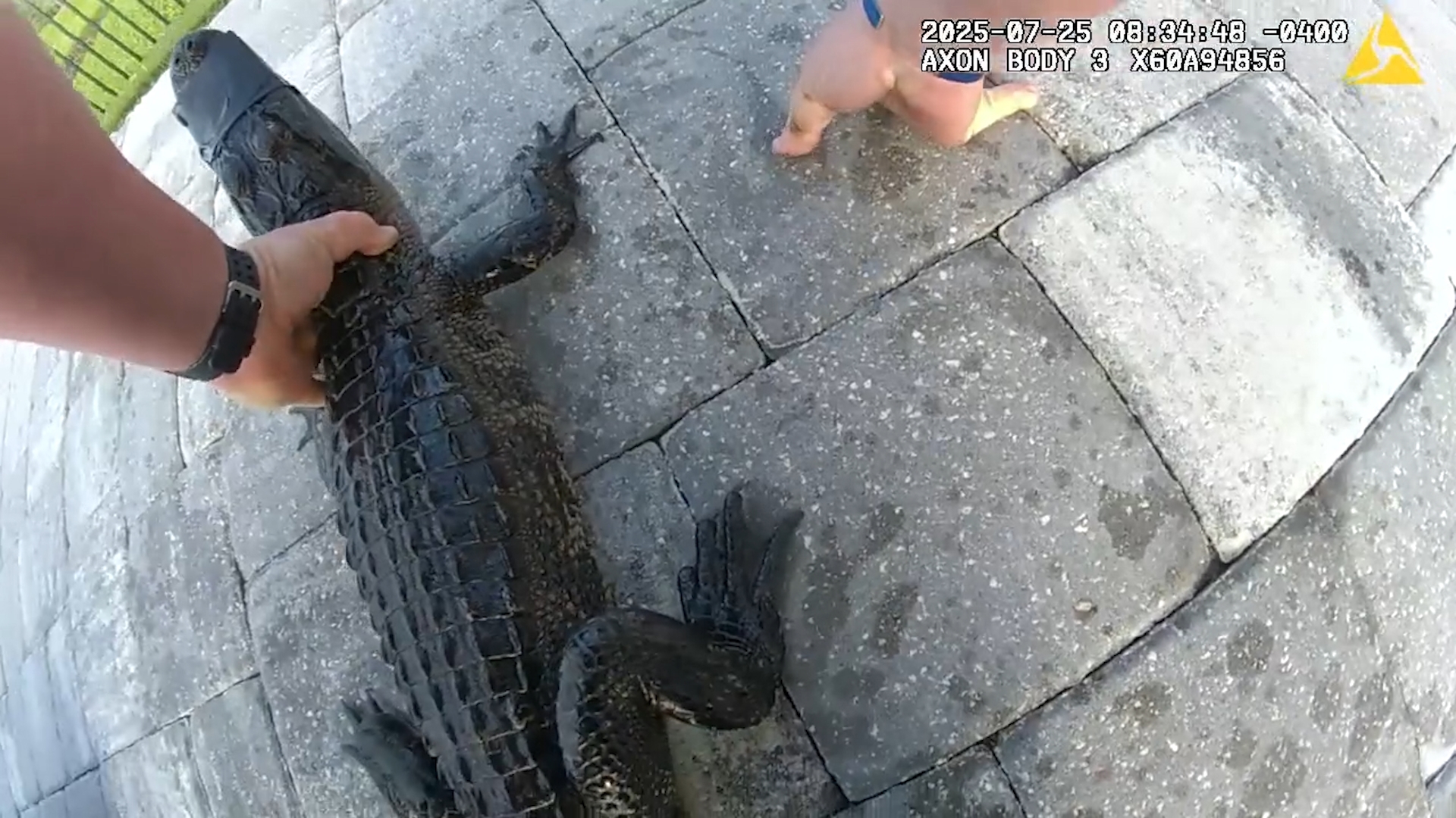 A Florida deputy captured a hissing alligator from a backyard pool, then buckled it into his patrol car. Only in Florida.