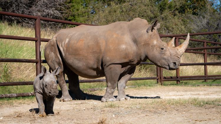 North Texas wildlife center welcomes baby rhino | wfaa.com
