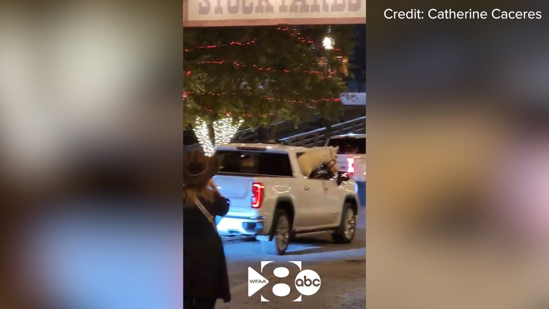 A horse was spotted riding in the backseat of a truck in the Fort Worth Stockyards.