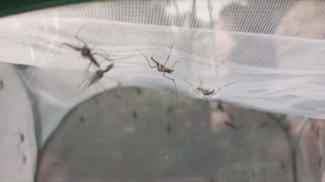 City of Dallas getting set for spraying after several positive West Nile virus samples