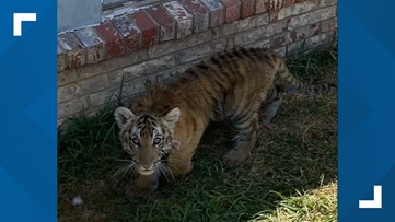 The Oak Cliff Tiger is real: Cub was seized by law enforcement while serving an arrest warrant on Dallas rapper Trapboy Freddy