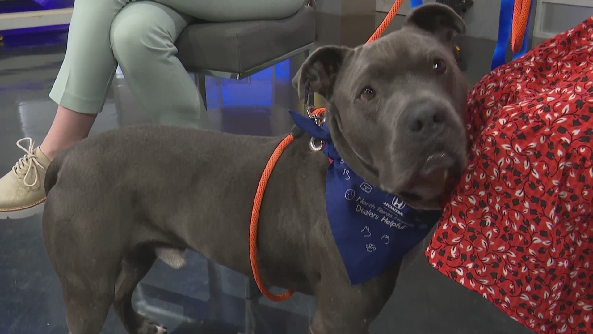 This sweet American pittie mix is back looking for his forever home. You can find him on spca.org.