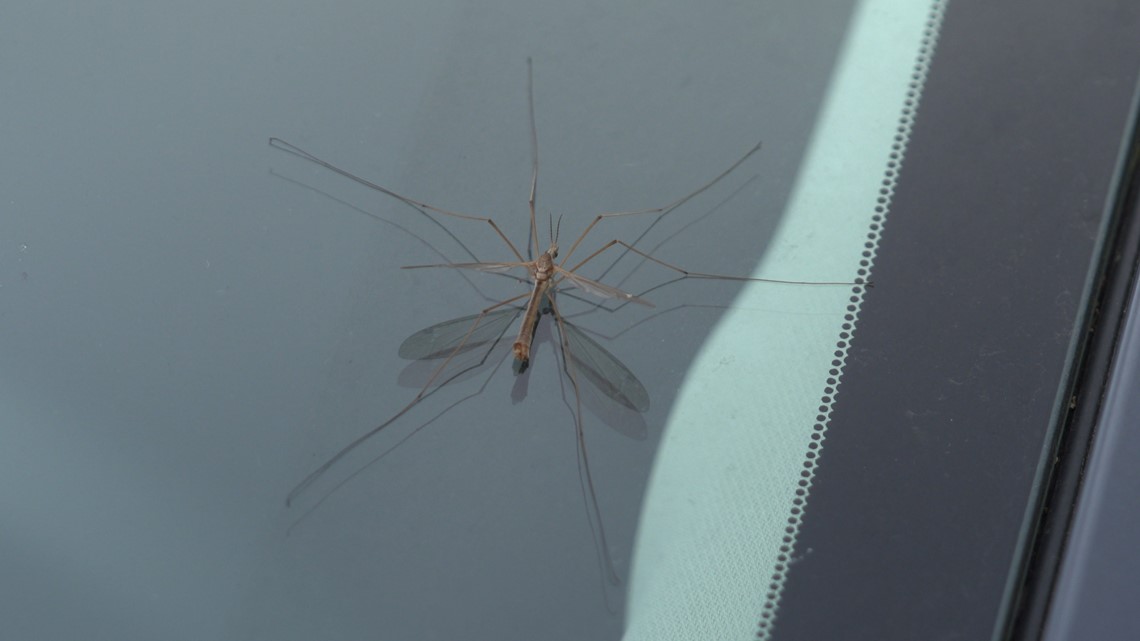 Daddy (and Mummy) Longlegs - crane fly