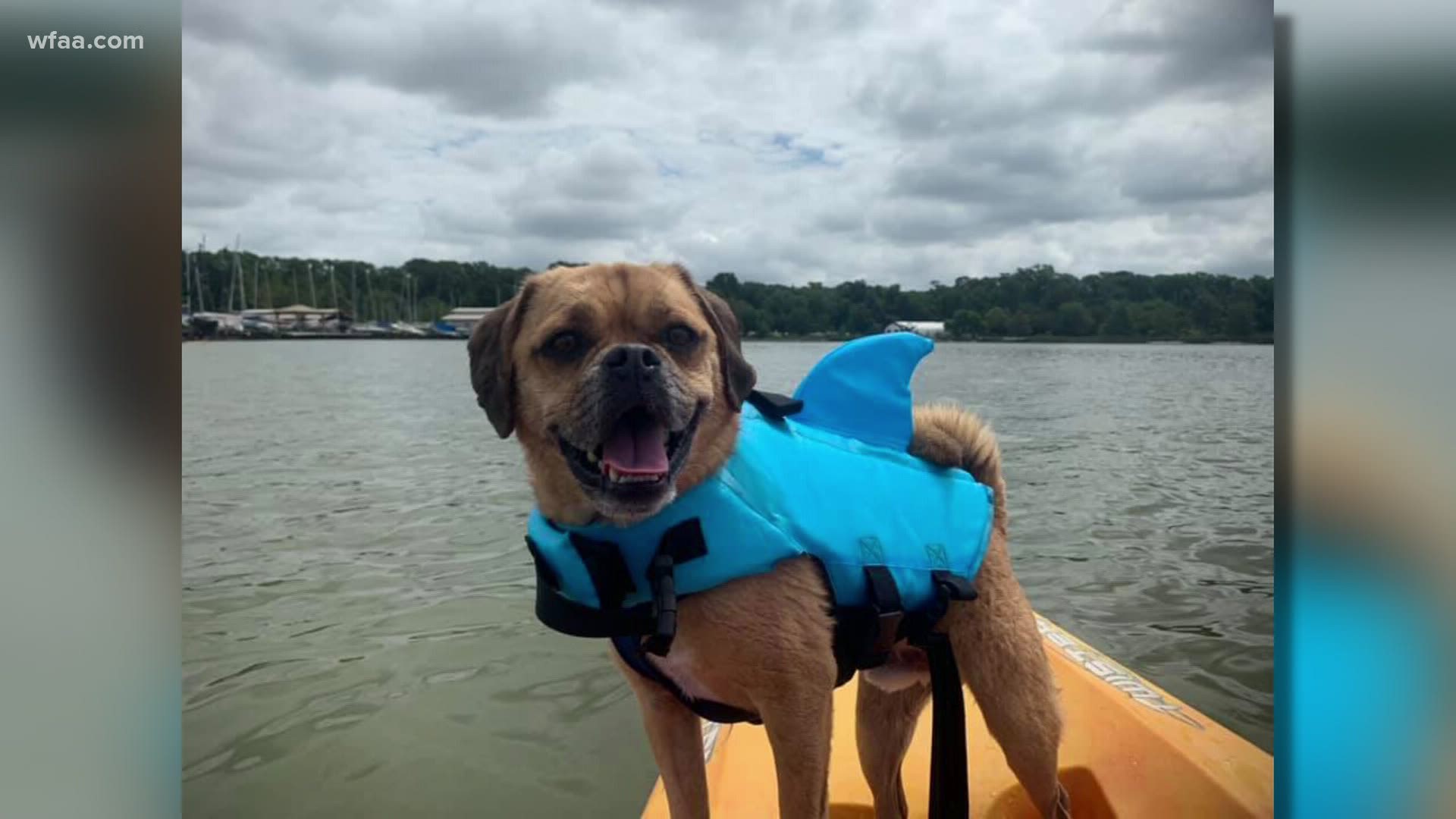 Buddy celebrated his 8th birthday by going kayaking at White Rock Lake.
