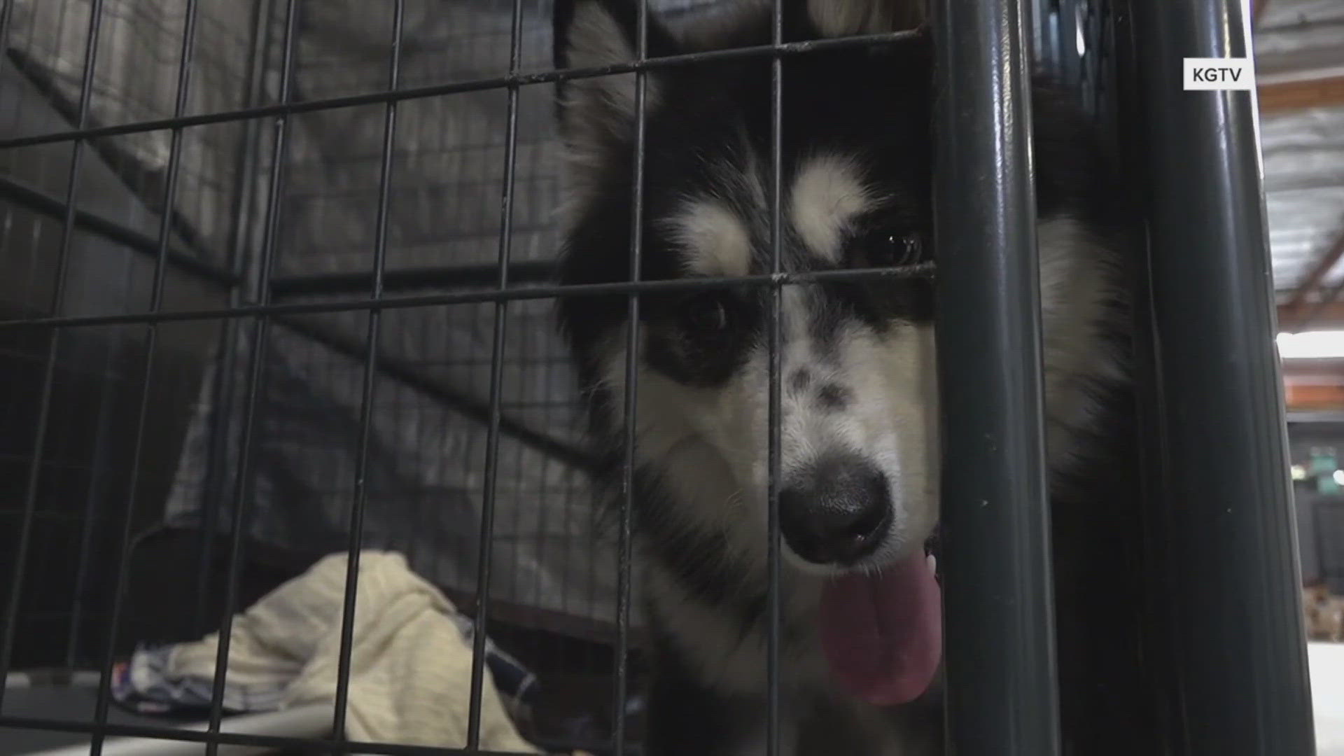 The cats and dogs will arrive at Meacham Airport in Fort Worth to clear space in shelters in California.