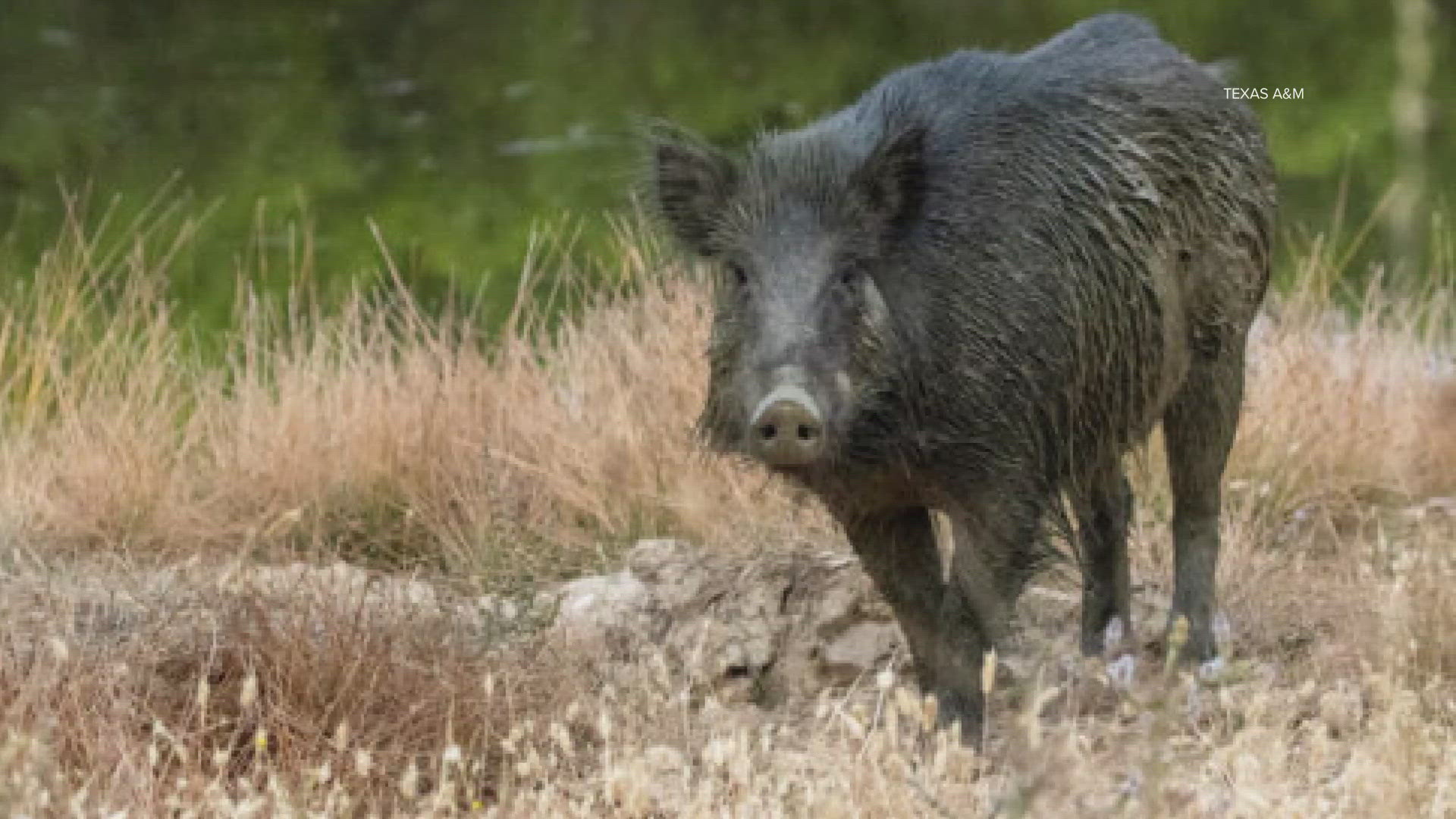A 13-year-old girl is recovering in North Texas after a wild hog attacked her, causing leg injuries that required 44 stitches, according to her family. 