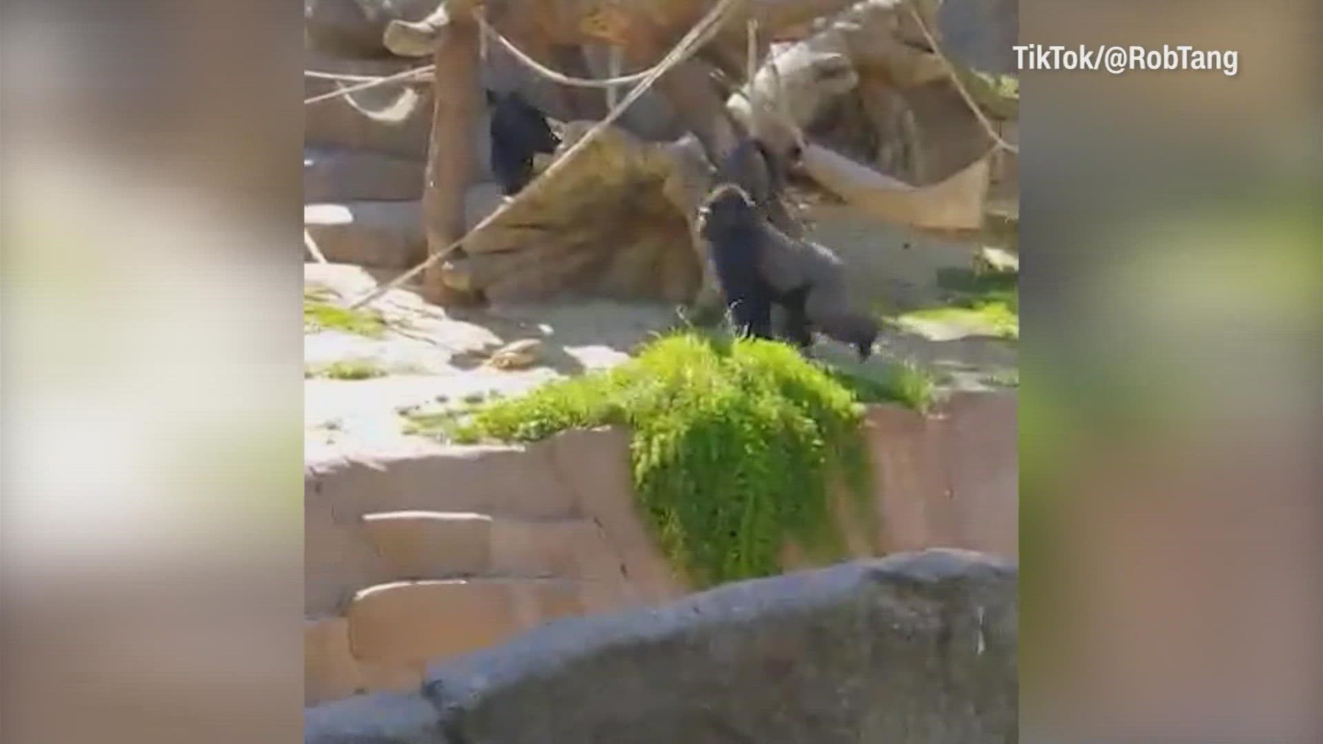 Two dogs were loose at the San Diego Zoo and one of them got into the gorilla habitat.