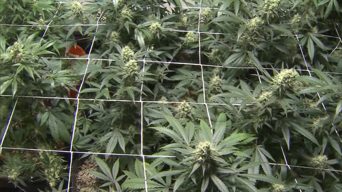 Medical marijuana reclassification gives Texas native Alexis new hope after decade seizure-free