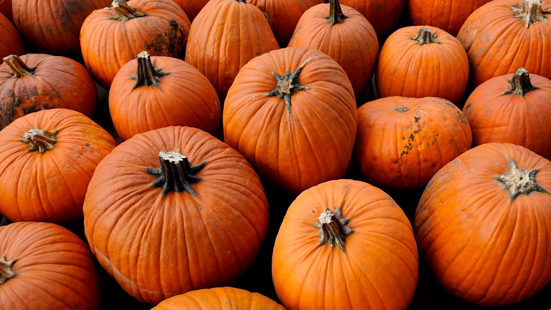 Best pumpkin patches in Dallas-Fort Worth 2024 | wfaa.com