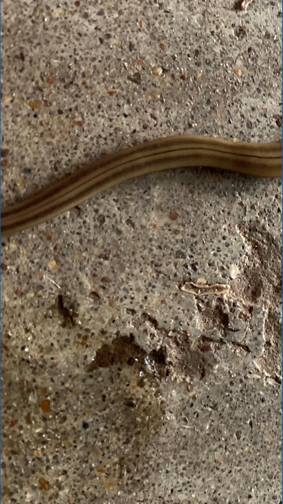 Hammerhead flatworms in North Texas: What are they? Why are they here ...