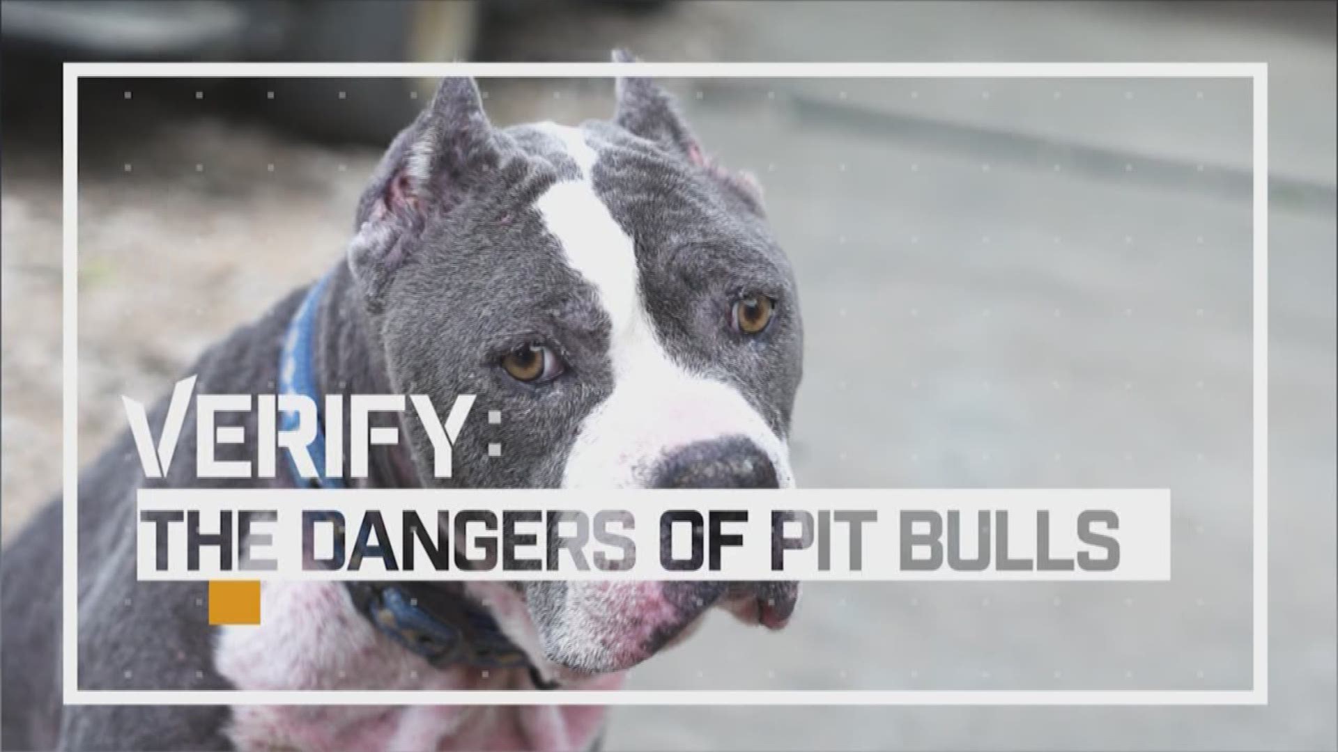 Are pit bulls really the most dangerous dogs