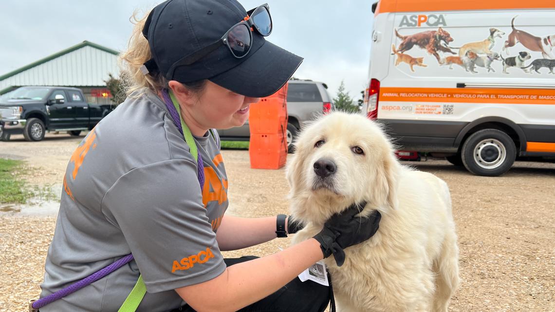 Animals displaced in North Texas storms moved to new shelter - Vimarsana News
