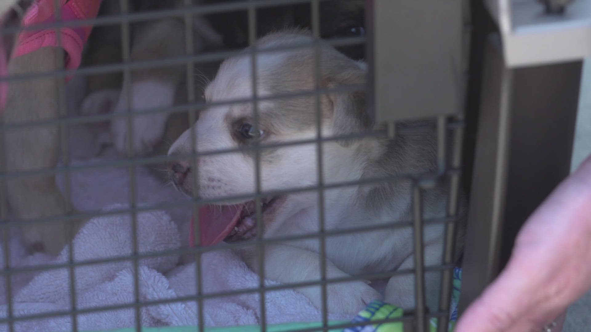 Amid Hill Country floods, Wings of Rescue saves 117 pets | wfaa.com