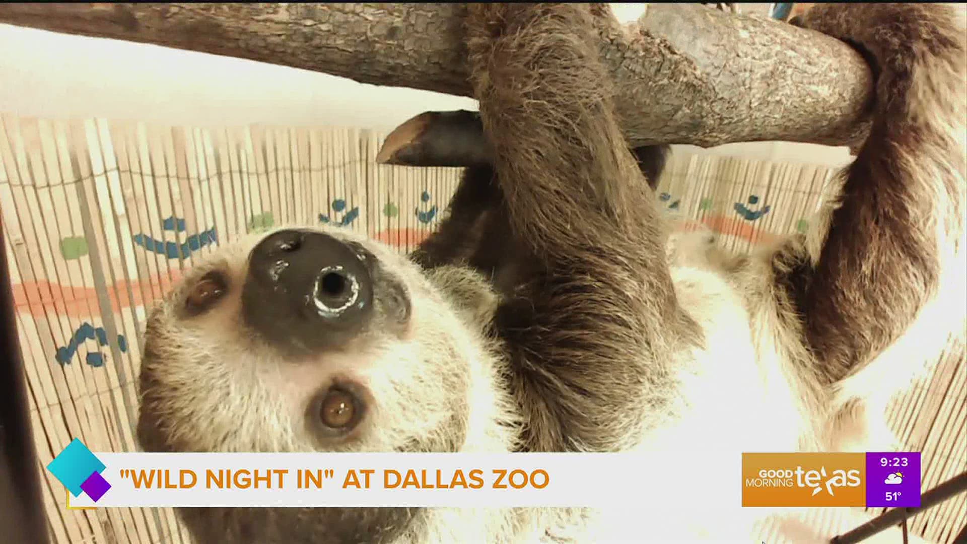 Dallas Zoo’s largest annual fundraiser goes virtual