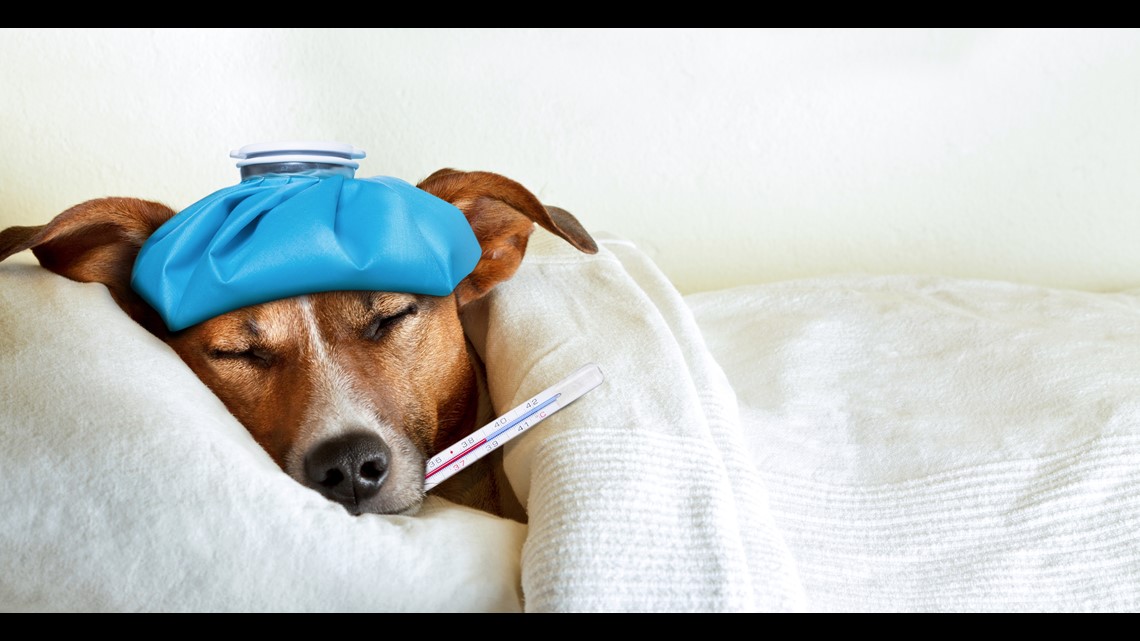 North Texas vets watching for canine influenza in dogs - Vimarsana News