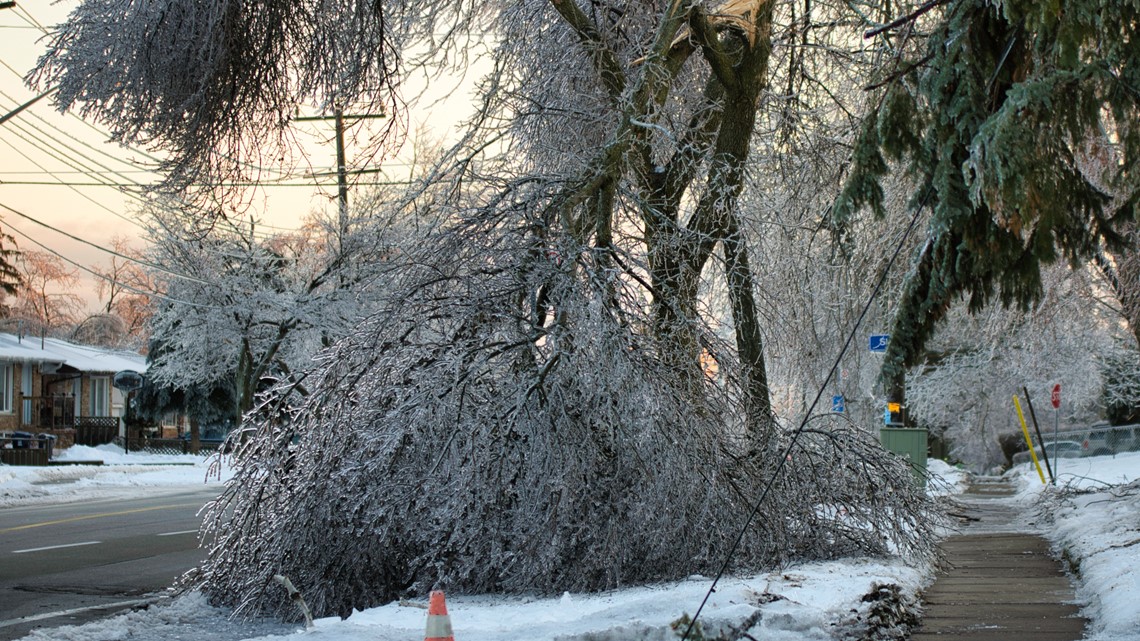 How to protect your trees during DFW winter storm