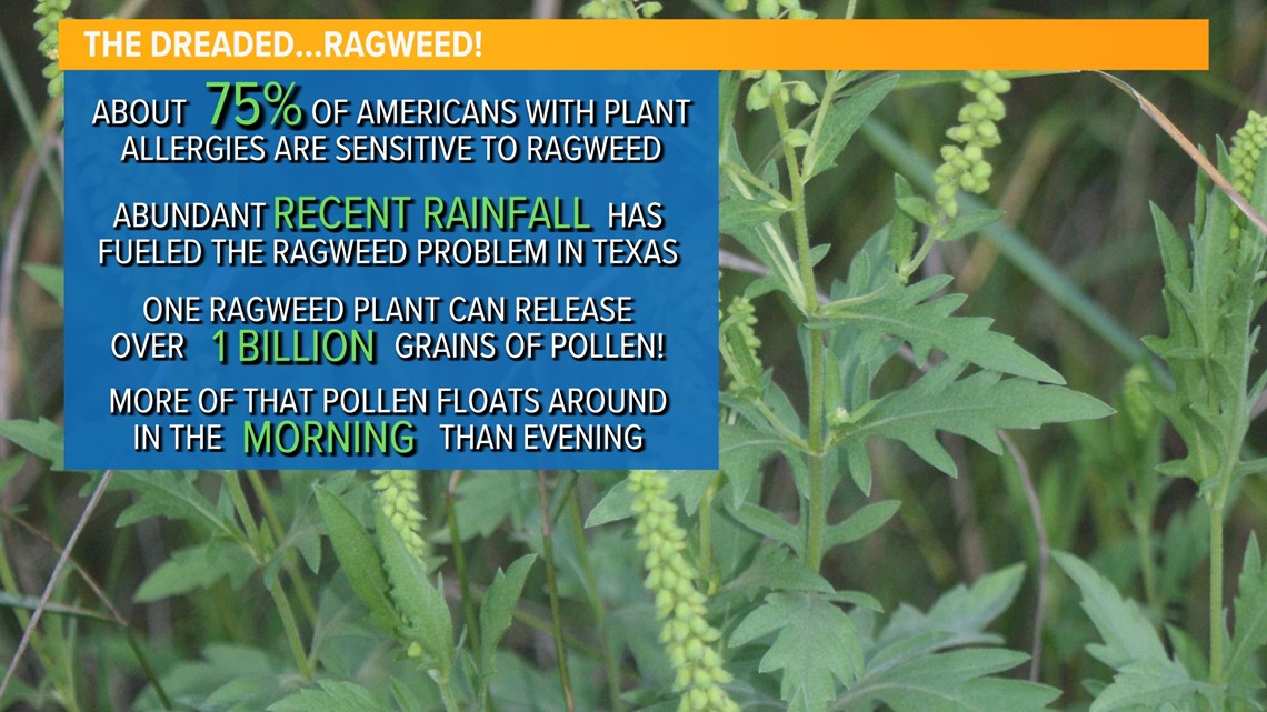 DFW Allergy Report Ragweed season is upon us