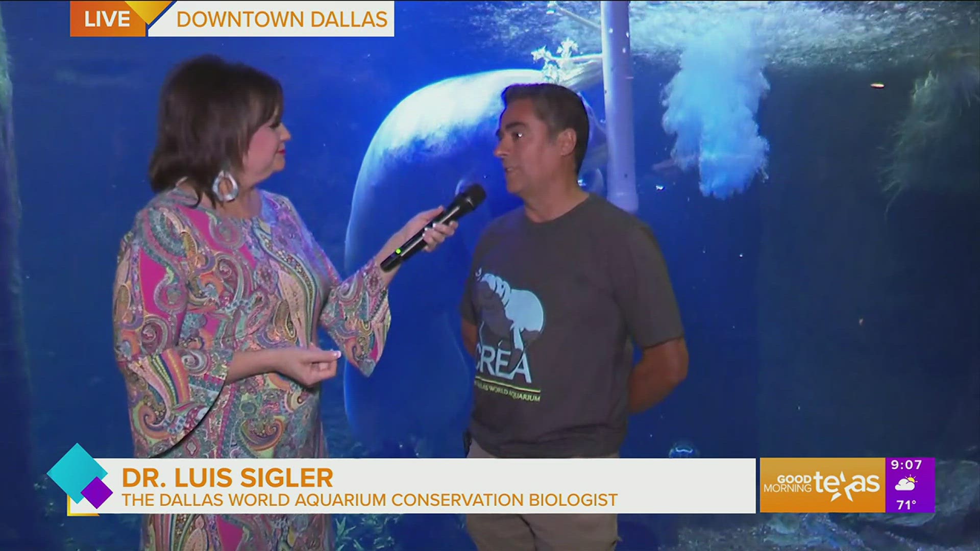 GMT’s Under the Sea week takes us to the Dallas World Aquarium to see what life is really like for sea creatures.