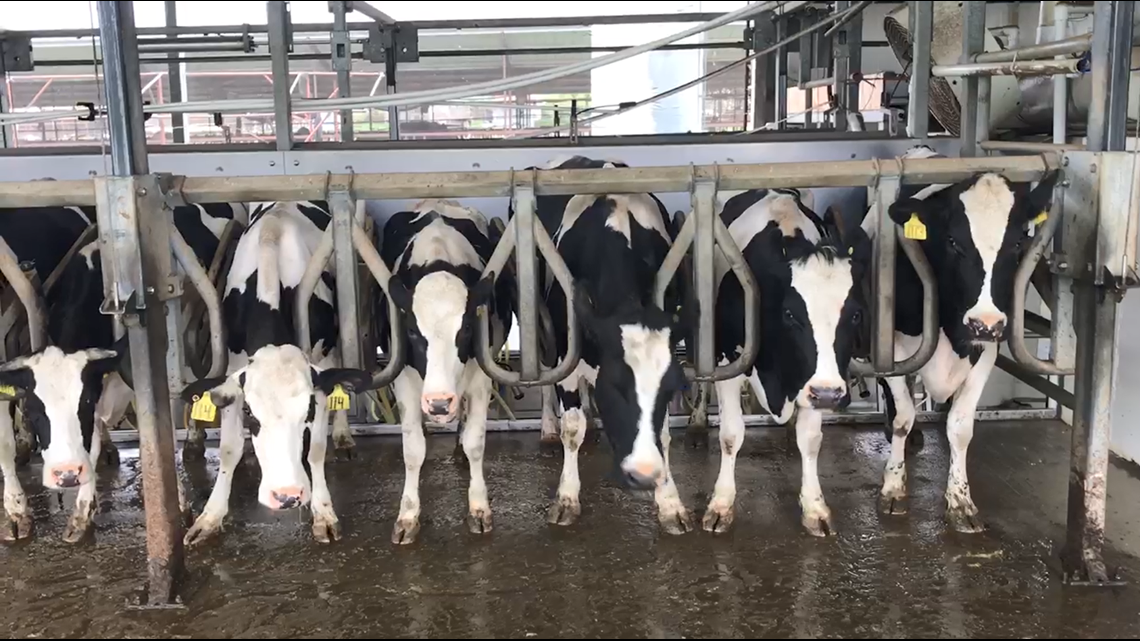Bird flu discovered in Texas cows at dairy farms - Vimarsana News