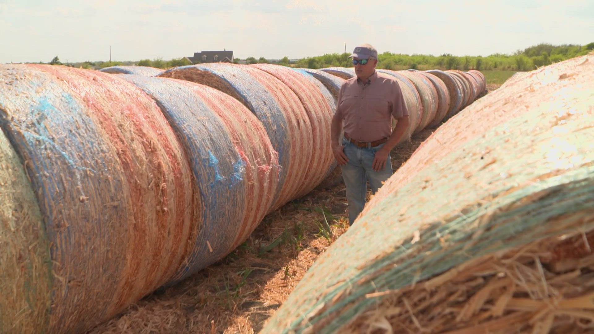 Prices for hay bales have more than doubled because of the extreme weather -- which has forced ranchers to sell cattle.