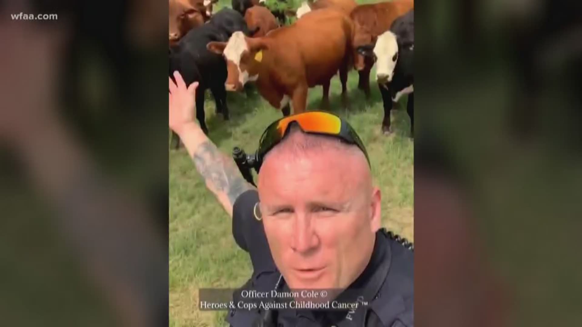 The police officer begged the cows to stay out of the sharp, high grass and even offered them Chick-fil-A if they'd cooperate.