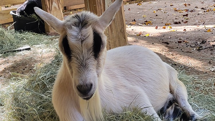 Dallas Zoo welcomes 4 new Arapawa goats