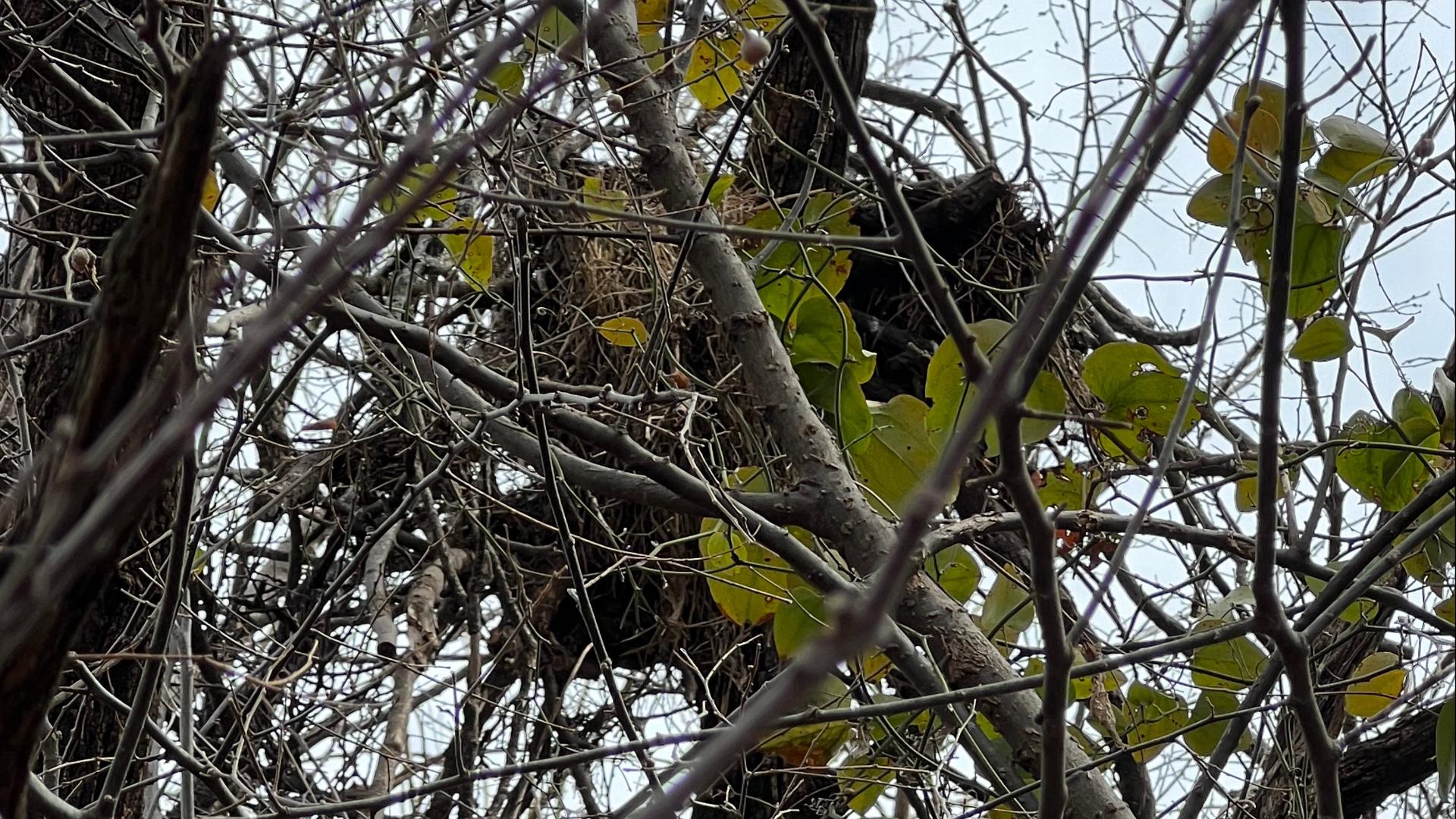 Sherman: Bald eagle nest destroyed, reward offered | wfaa.com