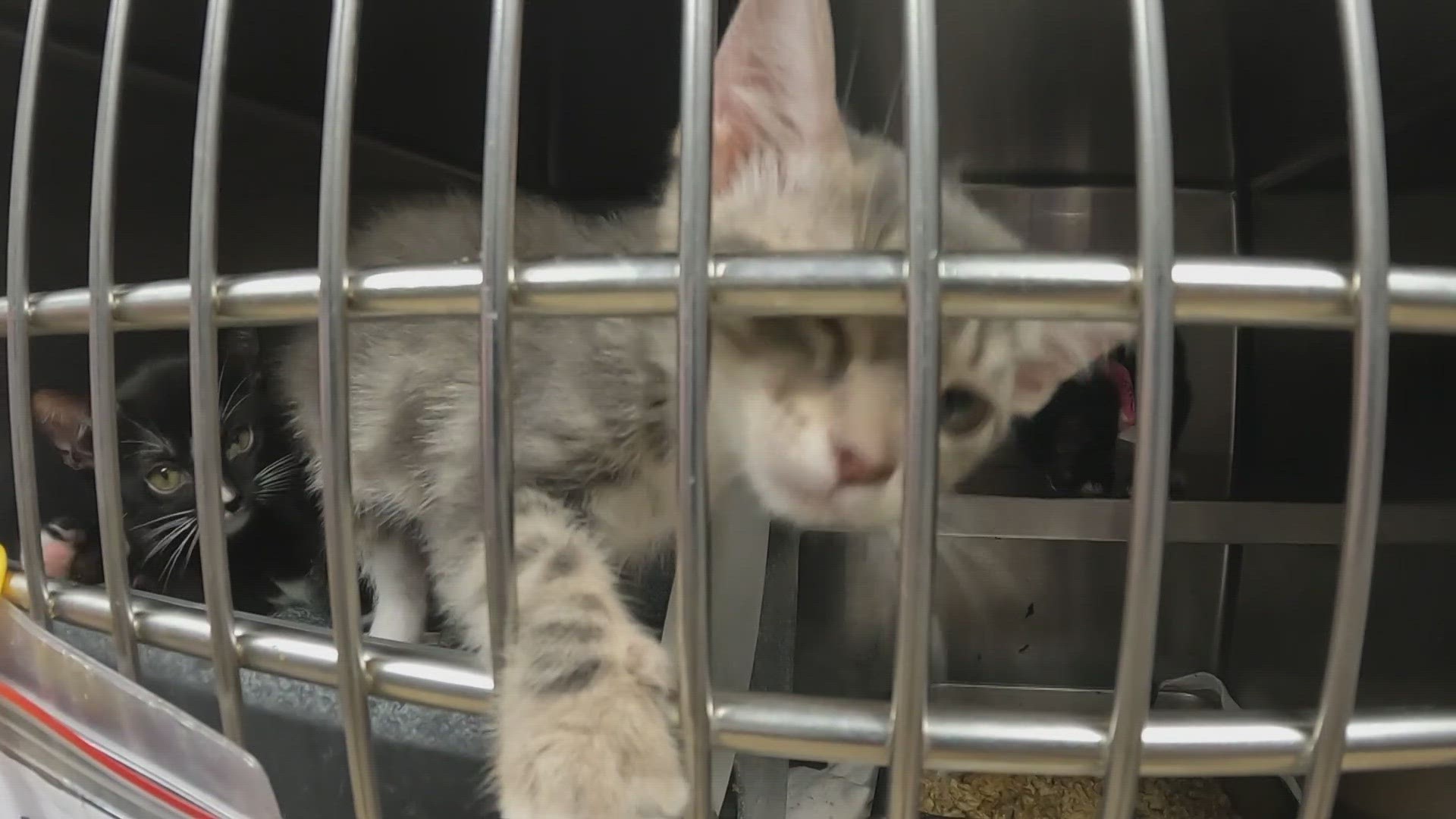 Dozens of kittens die in North Texas shelter because of abuse ...