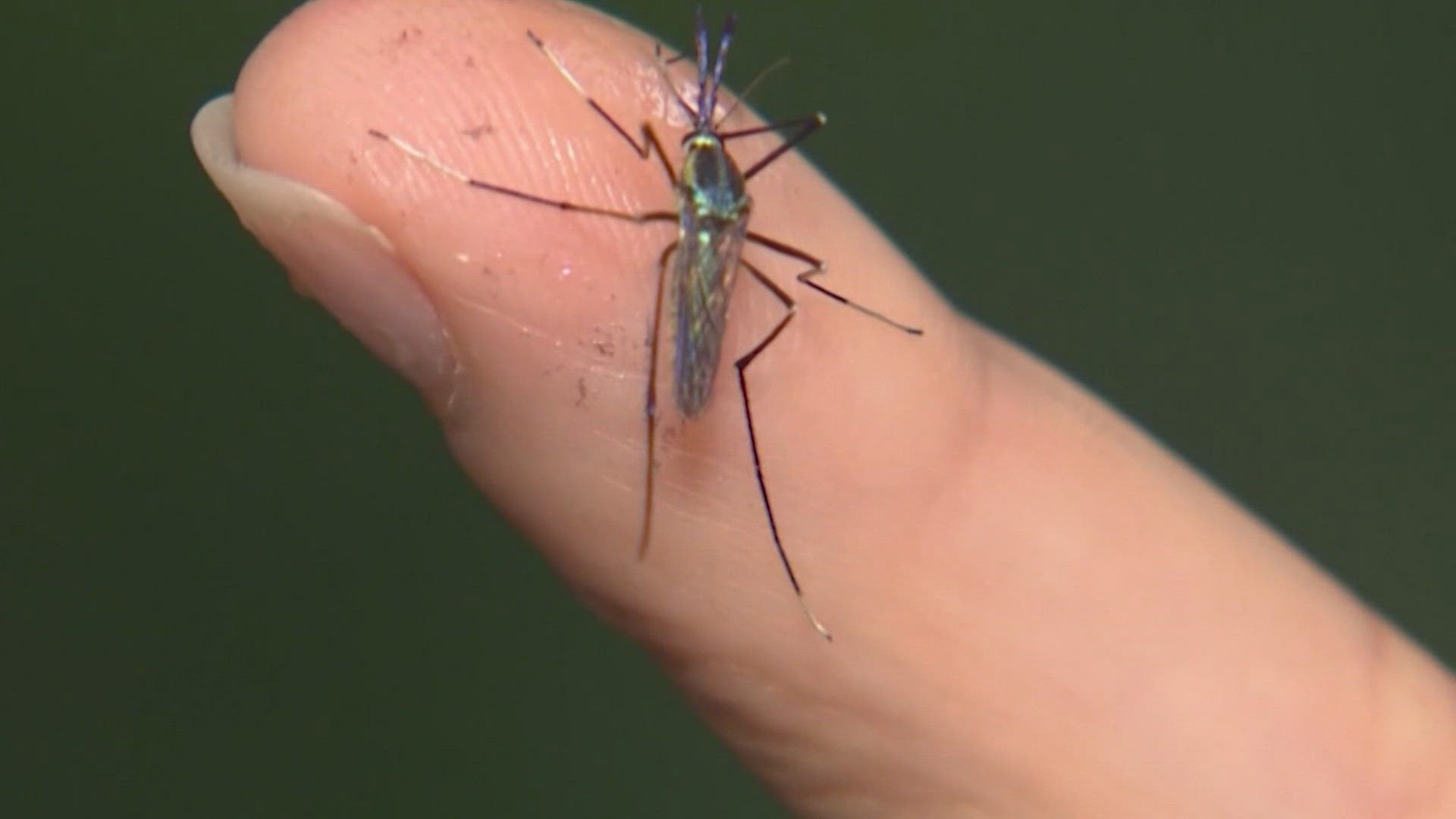 Spraying and testing for mosquitoes was a daily routine last year as more than 200 mosquito traps tested positive for the West Nile Virus.