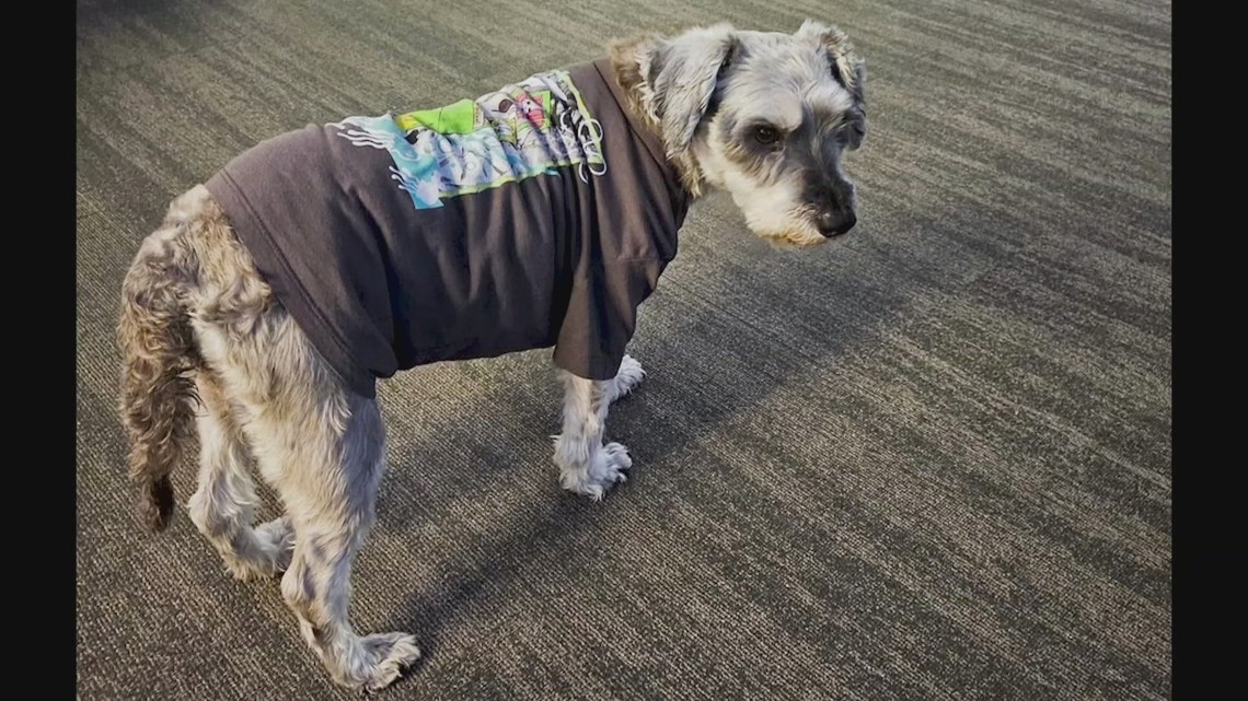 'My God, they found Koko' | Texas dog missing for two years found in New Jersey