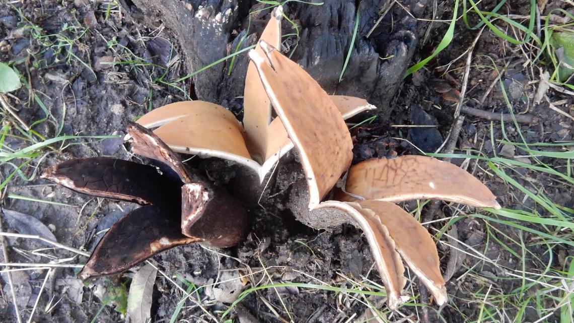 Texas state symbols The Texas star mushroom