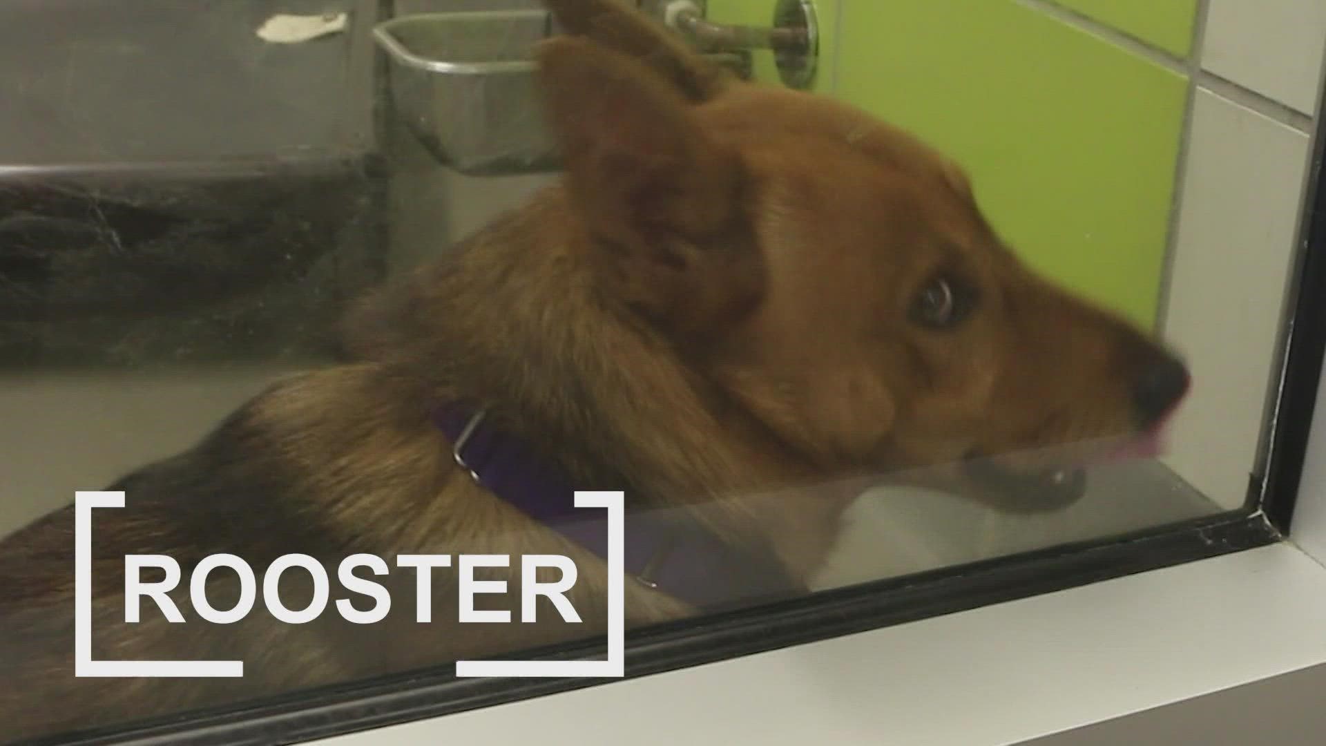 Rooster is looking for a fur-ever home!
