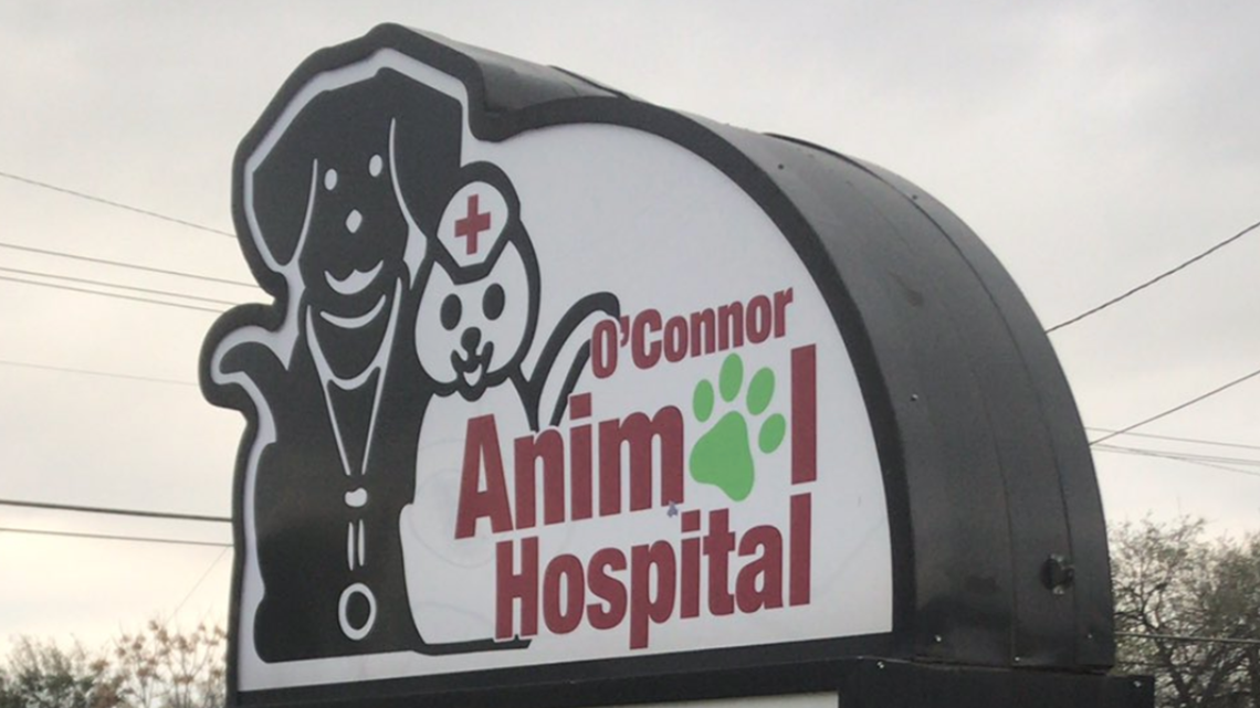 Veterinarian at Irving animal hospital speaks out about violent pit bull attack